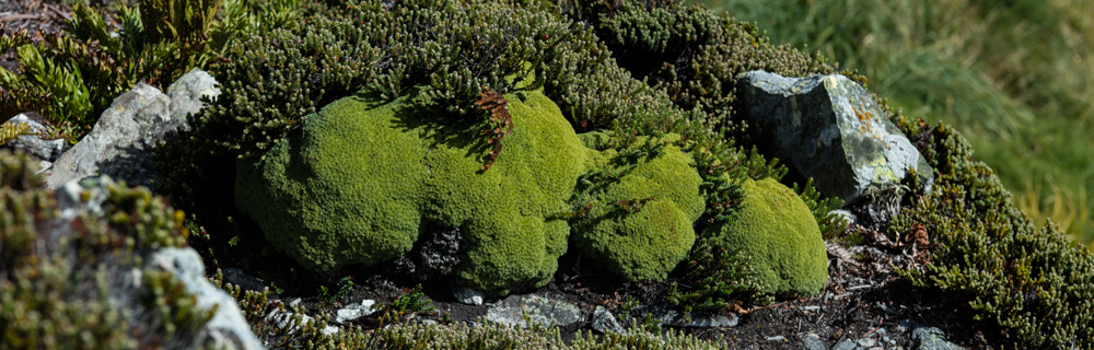 Balsam bog, Falkland Islands